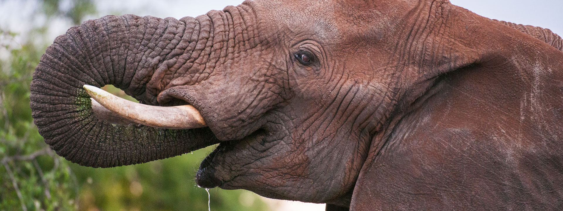 elephant drinking water
